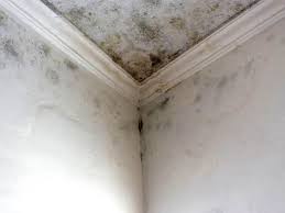 Best Attic Mold Removal in El Cenizo, TX