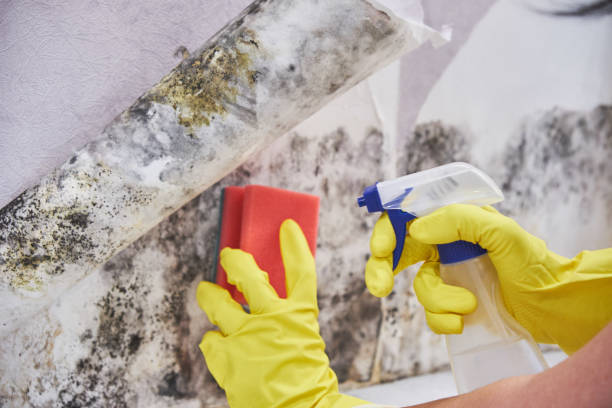 Reliable El Cenizo, TX Mold Removal Solutions